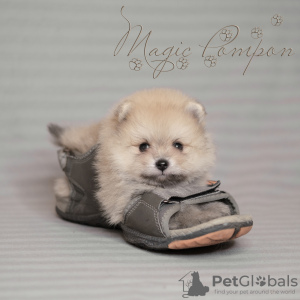 Photo №4. I will sell pomeranian in the city of St. Petersburg. from nursery - price - negotiated
