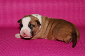 Additional photos: Sold wonderful breed girls American Staffordshire Terrier