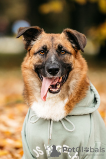 Photo №1. non-pedigree dogs - for sale in the city of Москва | Is free | Announcement № 125848