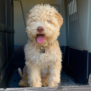 Photo №1. lagotto romagnolo - for sale in the city of Nettetal | 500$ | Announcement № 159188