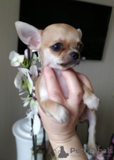 Photo №1. chihuahua - for sale in the city of Munich | 317$ | Announcement № 104015