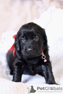 Photo №2 to announcement № 9300 for the sale of flat-coated retriever - buy in Russian Federation from nursery