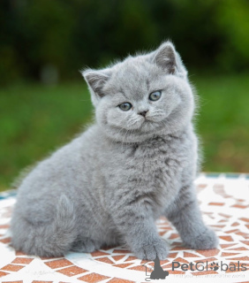 Photo №1. british shorthair - for sale in the city of Eastwood | 2900$ | Announcement № 176624