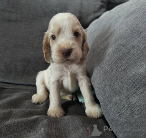 Photo №4. I will sell english cocker spaniel in the city of Warsaw. breeder - price - negotiated