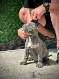 Photo №2 to announcement № 167856 for the sale of cane corso - buy in Serbia 