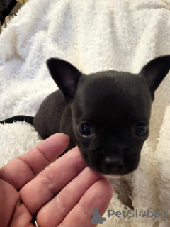 Additional photos: Chihuahua puppies