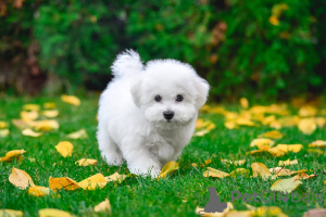 Photo №2 to announcement № 10627 for the sale of bichon frise - buy in Ukraine from nursery