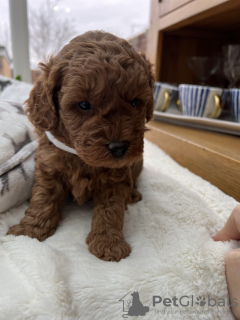 Photo №2 to announcement № 103505 for the sale of poodle (toy) - buy in Germany private announcement