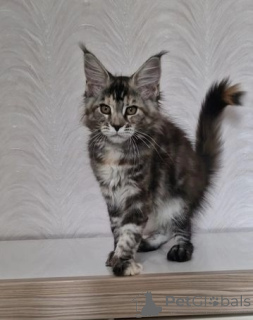 Photo №1. maine coon - for sale in the city of Brussels | negotiated | Announcement № 152420