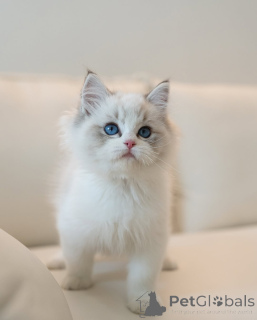 Photo №2 to announcement № 145532 for the sale of ragdoll - buy in Germany breeder