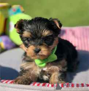 Photo №1. yorkshire terrier - for sale in the city of Wilmington | 480$ | Announcement № 127877