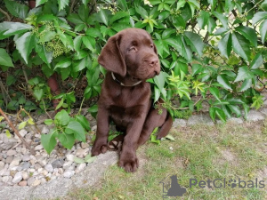 Photo №4. I will sell labradoodle in the city of Zielona Góra. breeder - price - 524$