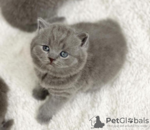 Photo №1. british shorthair - for sale in the city of Jersey City | 350$ | Announcement № 102880