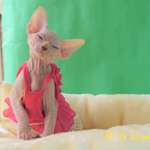 Photo №2 to announcement № 3899 for the sale of sphynx-katze - buy in Russian Federation 