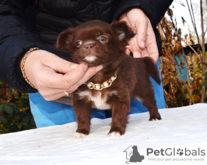Photo №2 to announcement № 13871 for the sale of chihuahua - buy in Russian Federation breeder