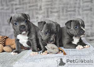 Photo №1. staffordshire bull terrier - for sale in the city of Prague | negotiated | Announcement № 81734