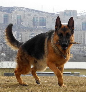 Photo №4. I will sell german shepherd in the city of Murmansk. from nursery - price - negotiated