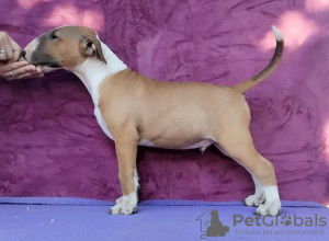 Photo №1. bull terrier - for sale in the city of Belgrade | negotiated | Announcement № 120004