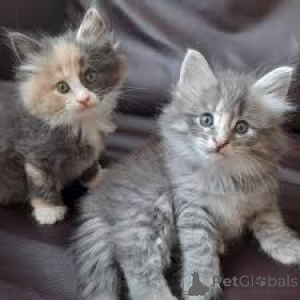 Photo №1. norwegian forest cat - for sale in the city of Bern | 723$ | Announcement № 163256