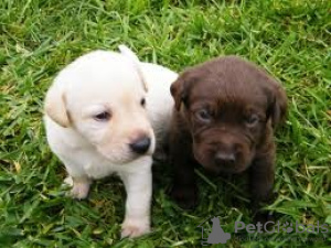 Photo №1. labrador retriever - for sale in the city of Niksic | negotiated | Announcement № 124367