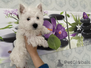 Photo №1. west highland white terrier - for sale in the city of Daugavpils | negotiated | Announcement № 78212