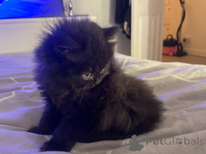 Photo №2 to announcement № 163472 for the sale of british longhair - buy in Austria private announcement, breeder