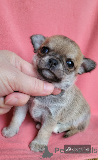 Photo №2 to announcement № 135401 for the sale of chihuahua - buy in Russian Federation private announcement