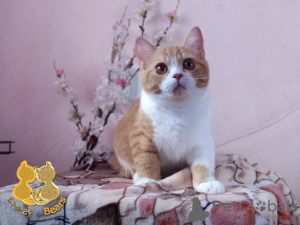 Photo №2 to announcement № 7547 for the sale of british shorthair - buy in Russian Federation from nursery