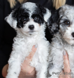 Additional photos: chiots disponibles pour le relogement