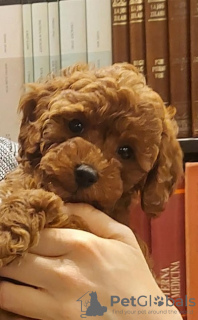 Photo №4. I will sell poodle (royal) in the city of Belgrade. breeder - price - negotiated