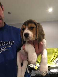 Photo №1. beagle - for sale in the city of Berlin | 317$ | Announcement № 100514