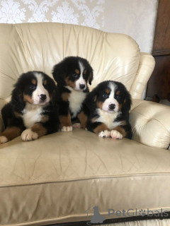 Photo №4. I will sell bernese mountain dog in the city of Helsinger. private announcement, breeder - price - 1156$
