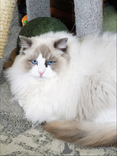 Photo №1. ragdoll - for sale in the city of ALINGSQ | negotiated | Announcement № 157464