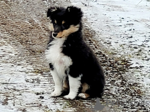 Photo №1. shetland sheepdog - for sale in the city of Riga | 1374$ | Announcement № 92002