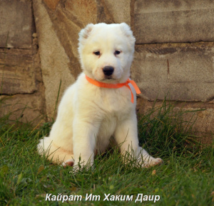 Additional photos: Puppy of the Central Asian Shepherd Dog (CAO, Alabai) white-fawn boy