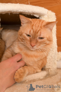 Photo №3. The magnificent cat Orange is ready to become your personal sunshine.. Russian Federation