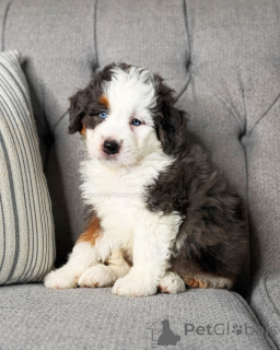 Photo №3. Mini Bernedoodle Puppies for Sale Smart, Loyal & Affectionate. Germany