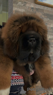 Photo №2 to announcement № 8805 for the sale of tibetan mastiff - buy in Russian Federation breeder