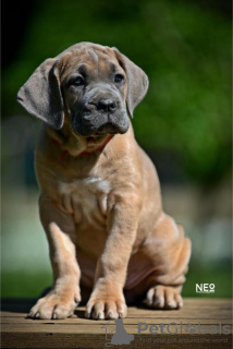 Additional photos: Cane Corso puppies