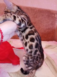 Photo №4. I will sell bengal cat in the city of Krivoy Rog. from nursery - price - 200$