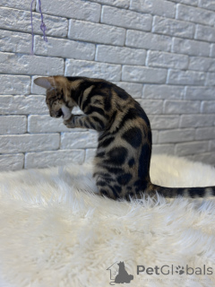 Photo №1. bengal cat - for sale in the city of Helsinki | negotiated | Announcement № 78049
