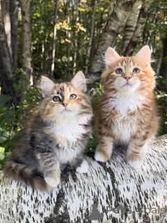 Photo №2 to announcement № 154643 for the sale of siberian cat - buy in France breeder