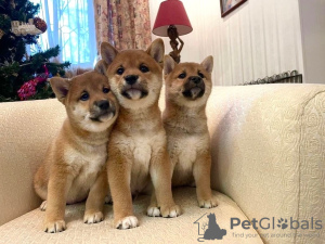 Photo №1. shiba inu - for sale in the city of Vologda | negotiated | Announcement № 44577