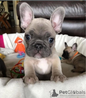 Photo №2 to announcement № 131534 for the sale of french bulldog - buy in Kazakhstan from nursery