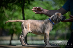 Additional photos: Cane Corso puppies