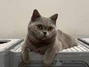 Photo №1. british shorthair - for sale in the city of Brussels | 413$ | Announcement № 168166