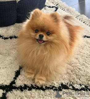 Photo №2 to announcement № 77724 for the sale of pomeranian - buy in Iceland private announcement