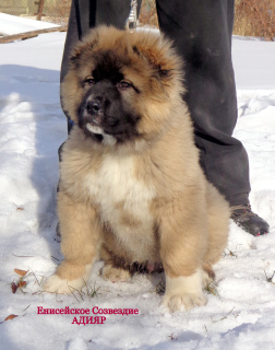 Photo №1. caucasian shepherd dog - for sale in the city of Abakan | Negotiated | Announcement № 1231