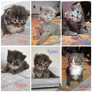 Photo №1. maine coon - for sale in the city of Roquevaire | Is free | Announcement № 19673