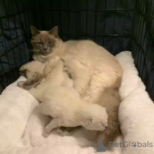 Photo №1. ragdoll - for sale in the city of Braunschweig | 392$ | Announcement № 167264